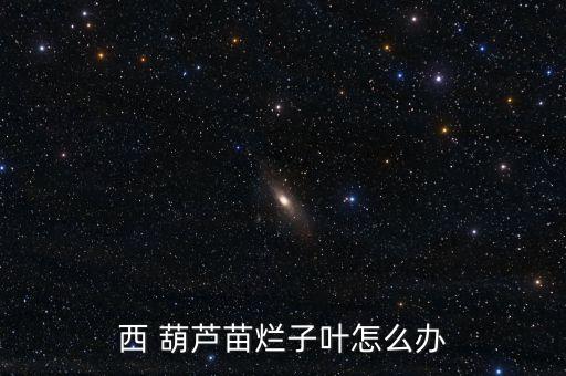 西 葫蘆苗爛子葉怎么辦