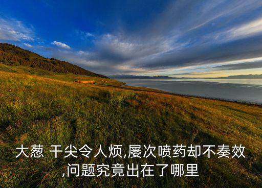 大蔥 干尖令人煩,屢次噴藥卻不奏效,問題究竟出在了哪里
