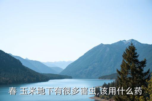 春 玉米地下有很多害蟲,該用什么藥