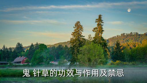 鬼 針草的功效與作用及禁忌