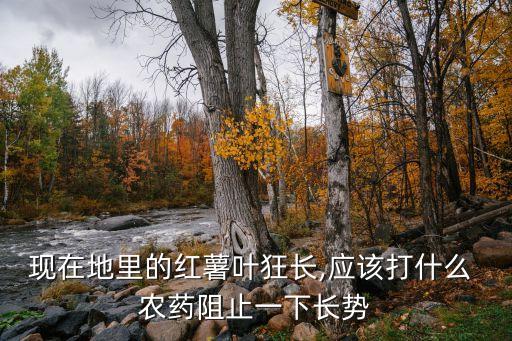 現(xiàn)在地里的紅薯葉狂長(zhǎng),應(yīng)該打什么 農(nóng)藥阻止一下長(zhǎng)勢(shì)