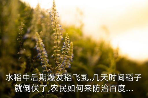 稻田長虱用什么農藥,蝦稻田打什么農藥