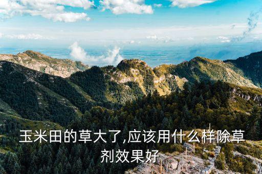 玉米打農(nóng)藥用什么好用些,什么農(nóng)藥能殺死玉米苗