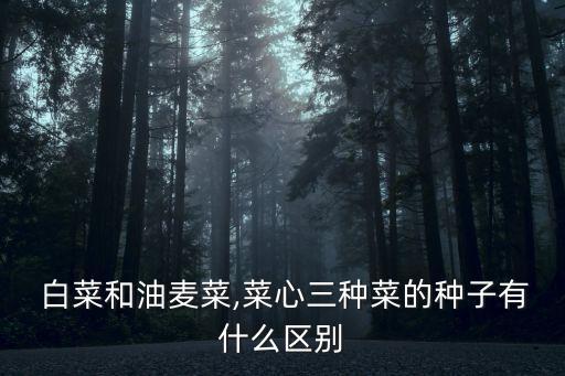 白菜和油麥菜,菜心三種菜的種子有什么區(qū)別