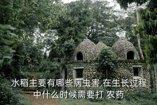  水稻主要有哪些病蟲害,在生長過程中什么時候需要打 農藥