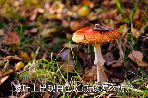 蔥葉上出現白色斑點,該怎么防治