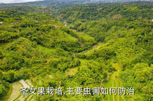 圣女果栽培,主要蟲害如何防治