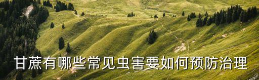  甘蔗有哪些常見蟲害要如何預防治理