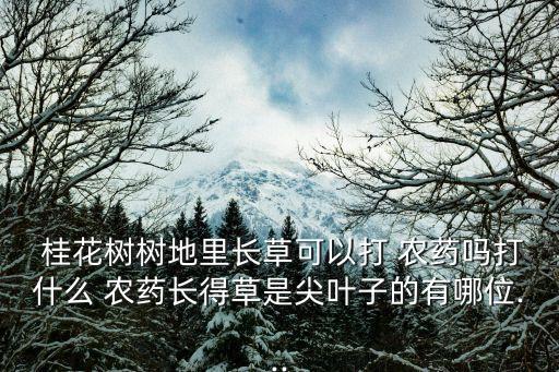 桂花樹樹地里長草可以打 農藥嗎打什么 農藥長得草是尖葉子的有哪位...