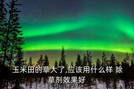  玉米田的草大了,應該用什么樣 除草劑效果好