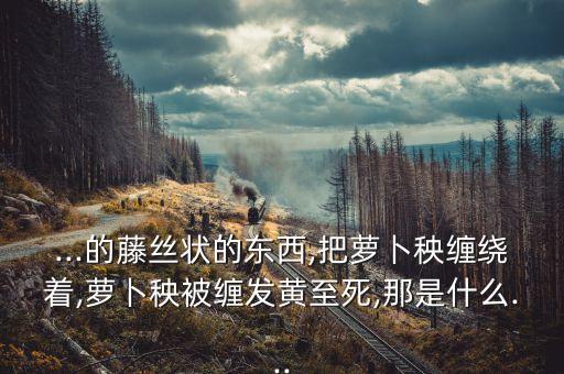 ...的藤絲狀的東西,把蘿卜秧纏繞著,蘿卜秧被纏發黃至死,那是什么...