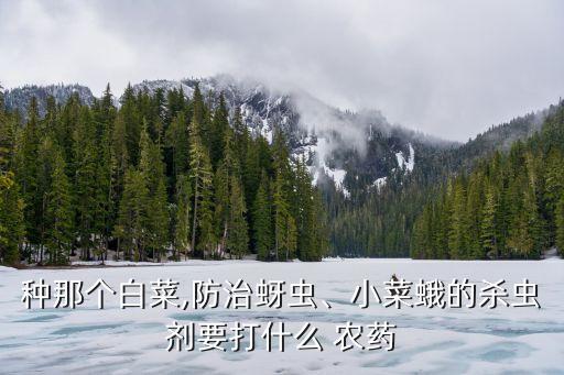 種那個白菜,防治蚜蟲、小菜蛾的殺蟲劑要打什么 農藥