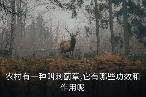 農村有一種叫刺薊草,它有哪些功效和作用呢