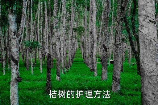 桔樹結果黃要打什么農藥