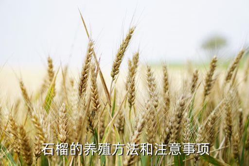 石榴的養(yǎng)殖方法和注意事項(xiàng)