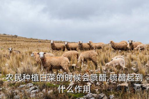 農民種植白菜的時候會噴醋,噴醋起到什么作用