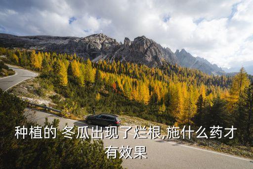 種植的 冬瓜出現了爛根,施什么藥才有效果