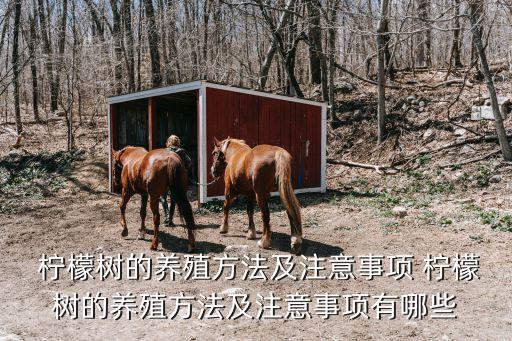  檸檬樹的養殖方法及注意事項 檸檬樹的養殖方法及注意事項有哪些