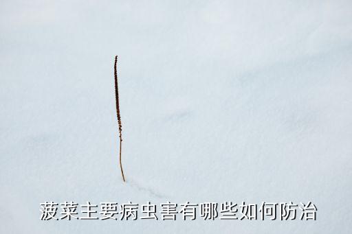 菠菜用什么農(nóng)藥好使呢圖片