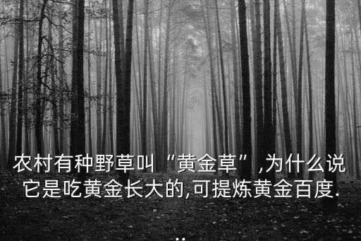 農村有種野草叫“黃金草”,為什么說它是吃黃金長大的,可提煉黃金百度...
