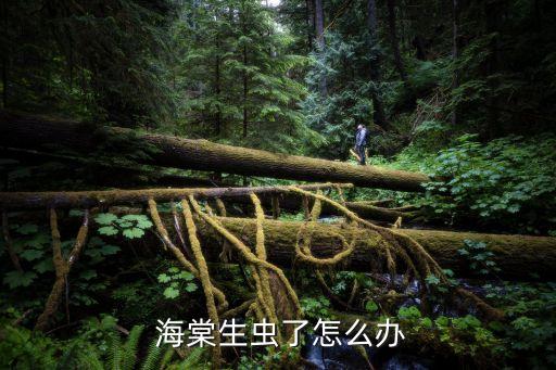 海棠生蟲了怎么辦