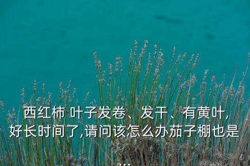 西紅柿葉子卷了灑什么農藥