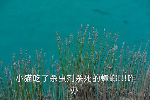 小貓喝農藥是什么藥,羅小貓直播喝農藥視頻