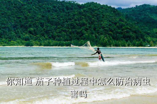 你知道 茄子種植過程中怎么防治病蟲害嗎