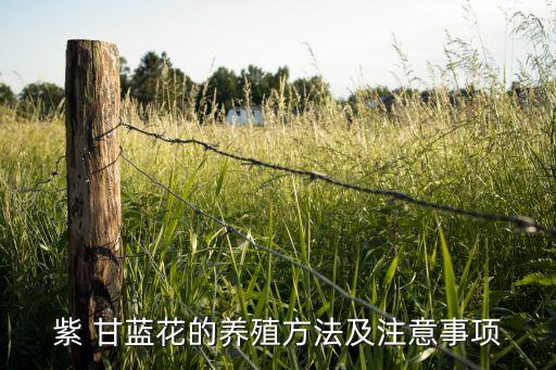 紫 甘藍花的養殖方法及注意事項