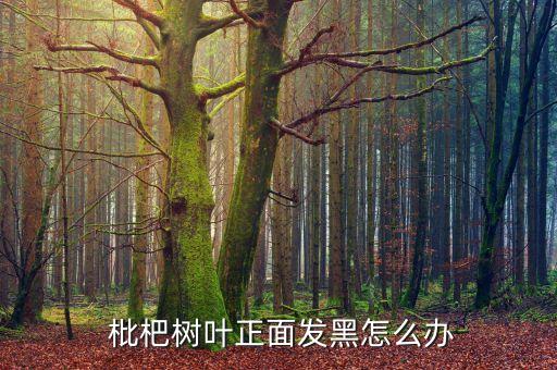 枇杷樹葉正面發(fā)黑怎么辦