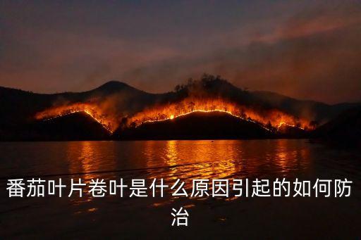 番茄葉片卷葉是什么原因引起的如何防治