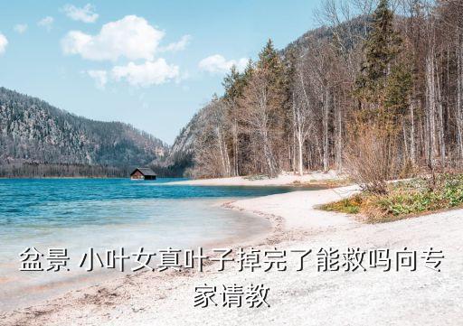 盆景 小葉女真葉子掉完了能救嗎向?qū)＜艺?qǐng)教