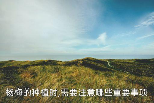 楊梅的種植時,需要注意哪些重要事項