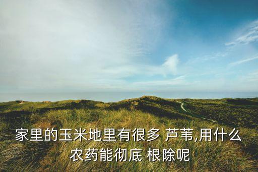 家里的玉米地里有很多 蘆葦,用什么 農藥能徹底 根除呢