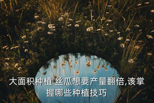 大面積種植 絲瓜想要產量翻倍,該掌握哪些種植技巧