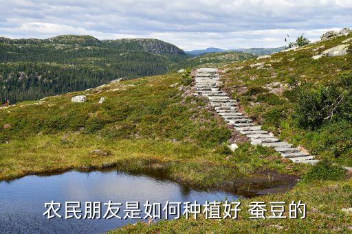 農民朋友是如何種植好 蠶豆的