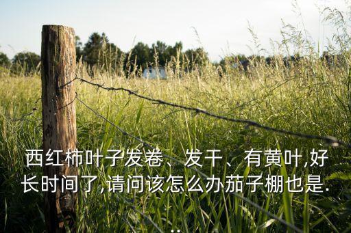 西紅柿葉子發卷、發干、有黃葉,好長時間了,請問該怎么辦茄子棚也是...