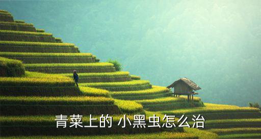 白菜有小黑蟲用什么農藥,白菜黑蟲用什么方法處理