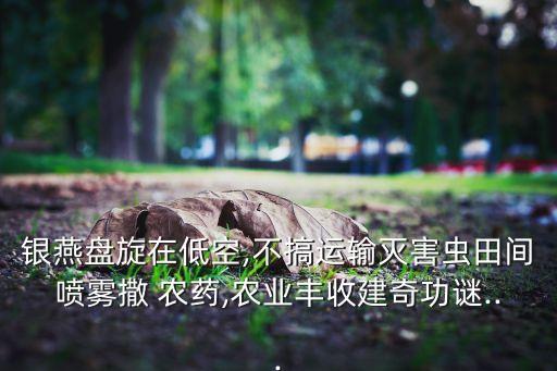 銀燕盤旋在低空,不搞運輸滅害蟲田間噴霧撒 農藥,農業豐收建奇功謎...