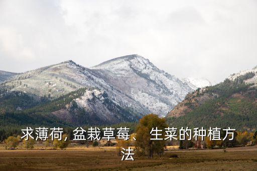 求薄荷, 盆栽草莓、 生菜的種植方法