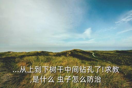 ...從上到下樹干中間鉆孔了!求教,是什么 蟲子怎么防治