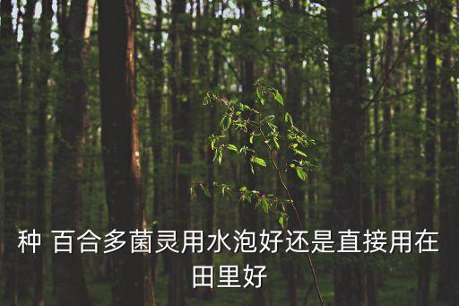 百合需要噴什么農藥,種植百合用什么農藥