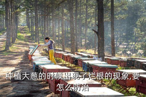 種植大蔥的時候出現(xiàn)了爛根的現(xiàn)象,要怎么防治