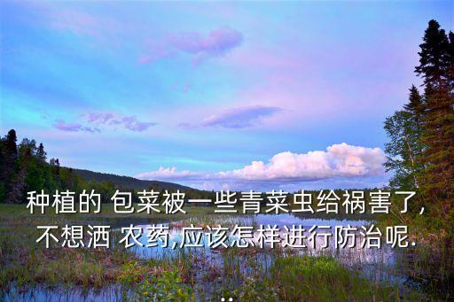 種植的 包菜被一些青菜蟲給禍害了,不想灑 農藥,應該怎樣進行防治呢...