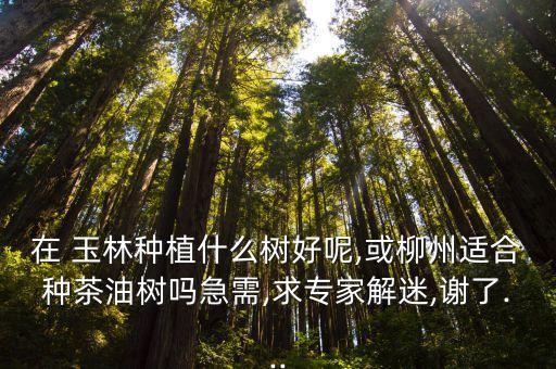 在 玉林種植什么樹好呢,或柳州適合種茶油樹嗎急需,求專家解迷,謝了...