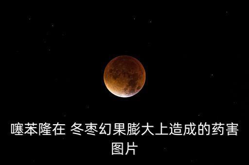 噻苯隆在 冬棗幻果膨大上造成的藥害圖片