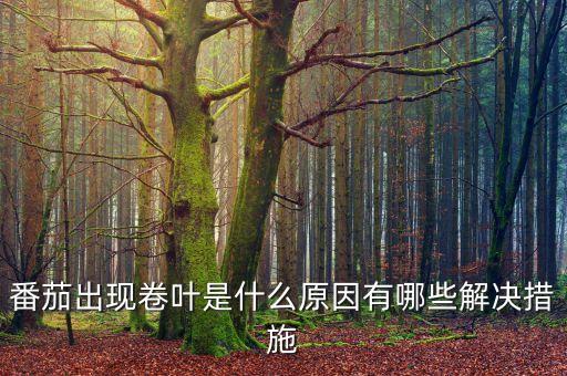 西紅柿卷葉用什么農藥