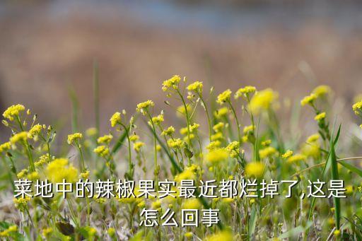 菜地中的辣椒果實最近都爛掉了,這是怎么回事