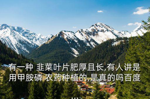 有一種 韭菜葉片肥厚且長,有人講是用甲胺磷 農(nóng)藥種植的,是真的嗎百度...