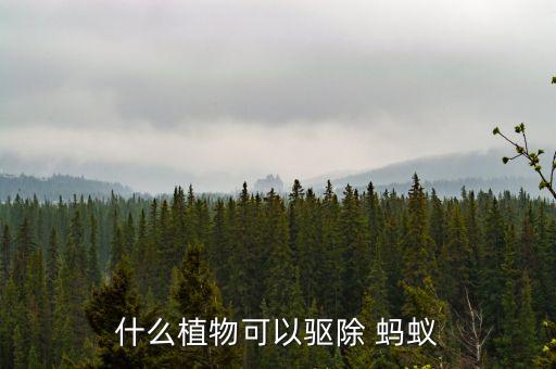 什么植物可以驅(qū)除 螞蟻